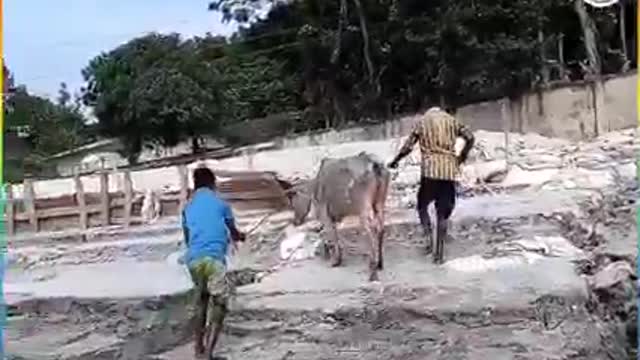 Cow operation from River