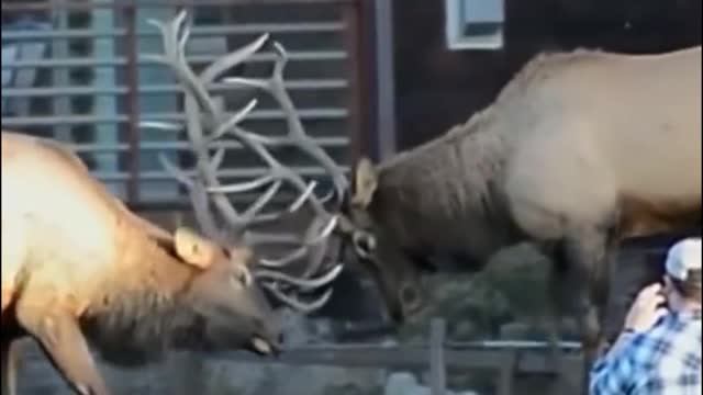 Here are two deer fighting. The horns on their heads look spectacular