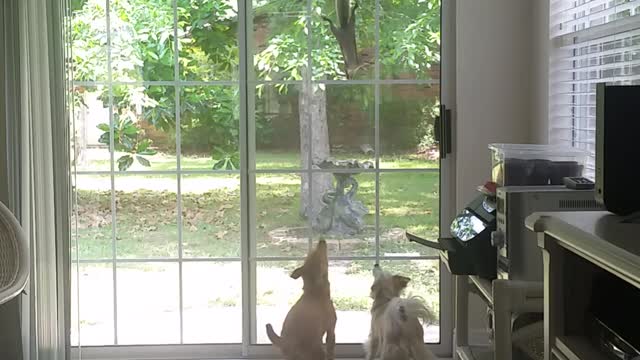 Squirrel craziness