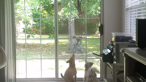 Squirrel craziness