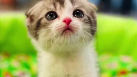 Cat picture reaction - Guilt #cutecat