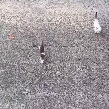 MAN WALKS RIGHT INTO AMBUSH SAVING ONE KITTEN