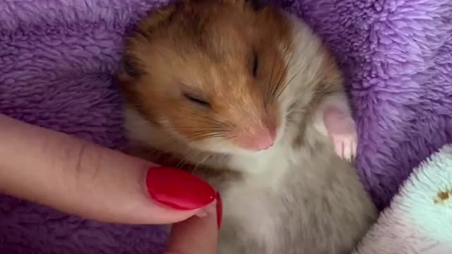 Sleeping Hamster Gently Gets Tucked Into Bed