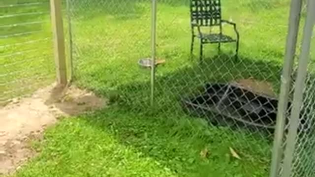 ARK OF GRACE: NOBLE'S EXPANDED PEN!