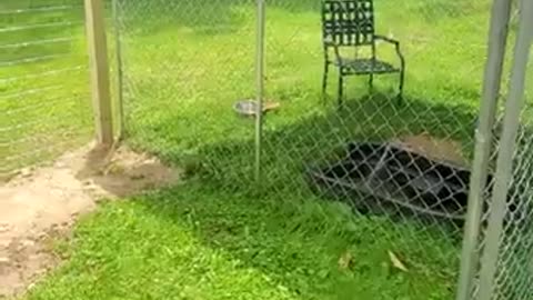 ARK OF GRACE: NOBLE'S EXPANDED PEN!