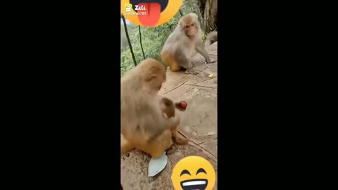 unny videos Monkey