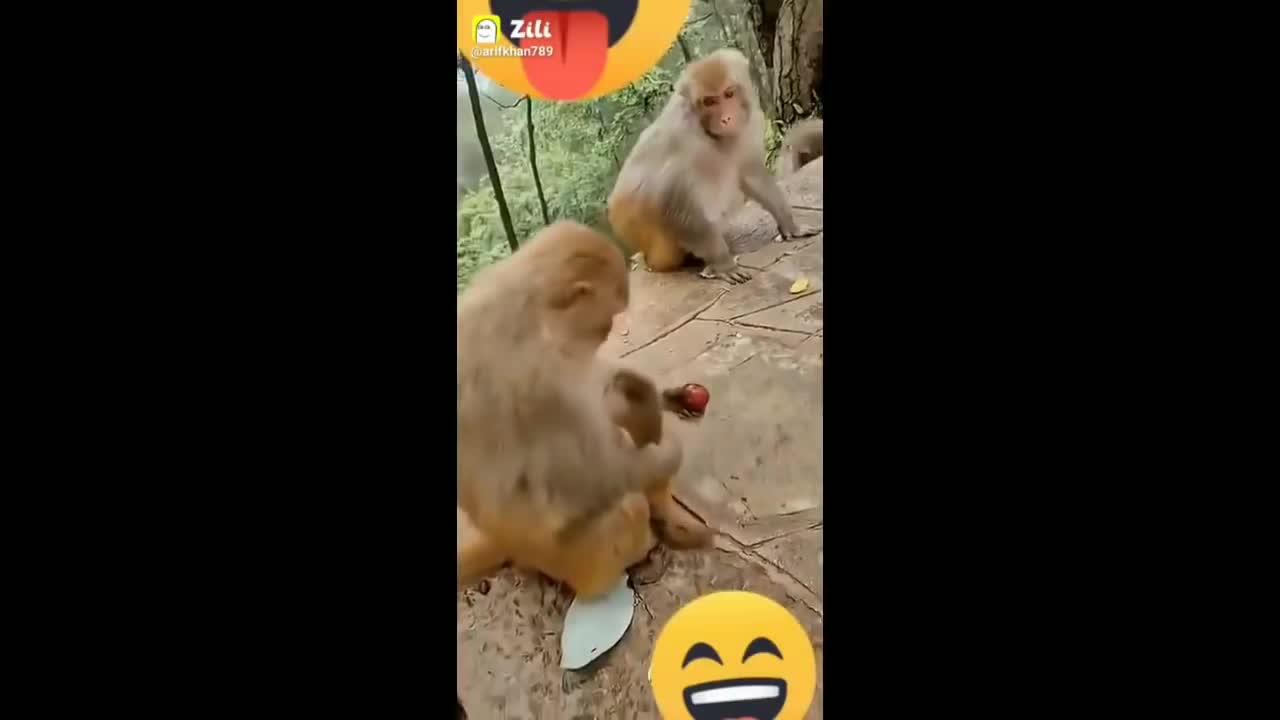 unny videos Monkey