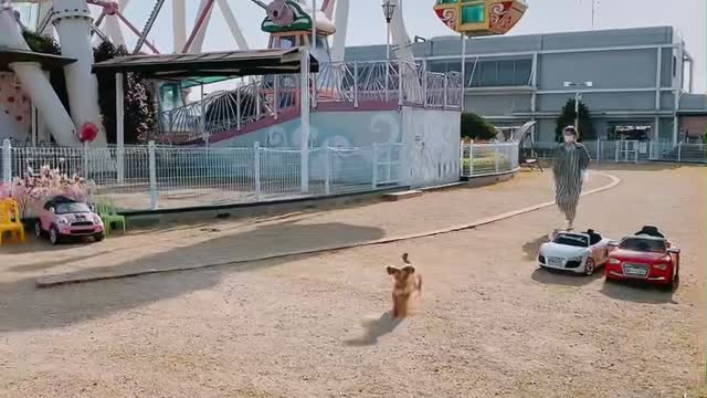 A dog running in a dog cafe.