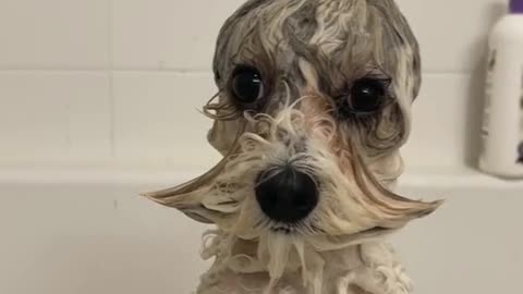 Funny dog ​​after bath