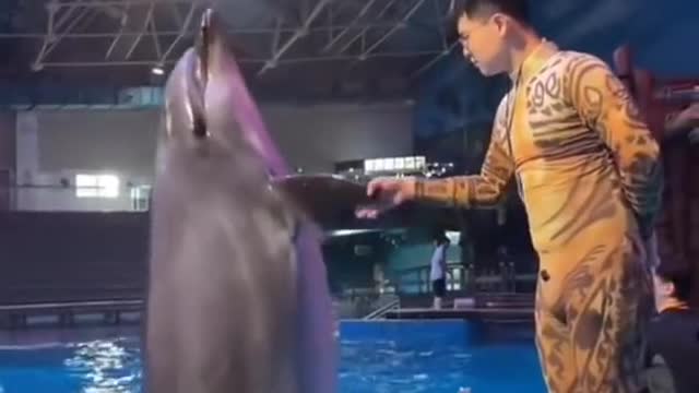 dolphin shakes hands