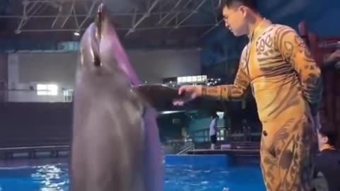 dolphin shakes hands