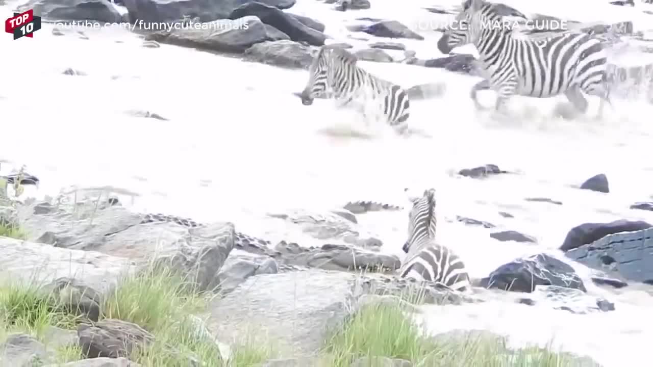 crocodile attacks scenes