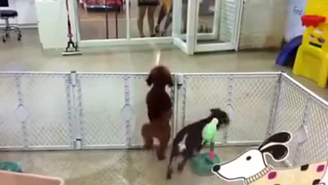 Excited puppy spots its owner