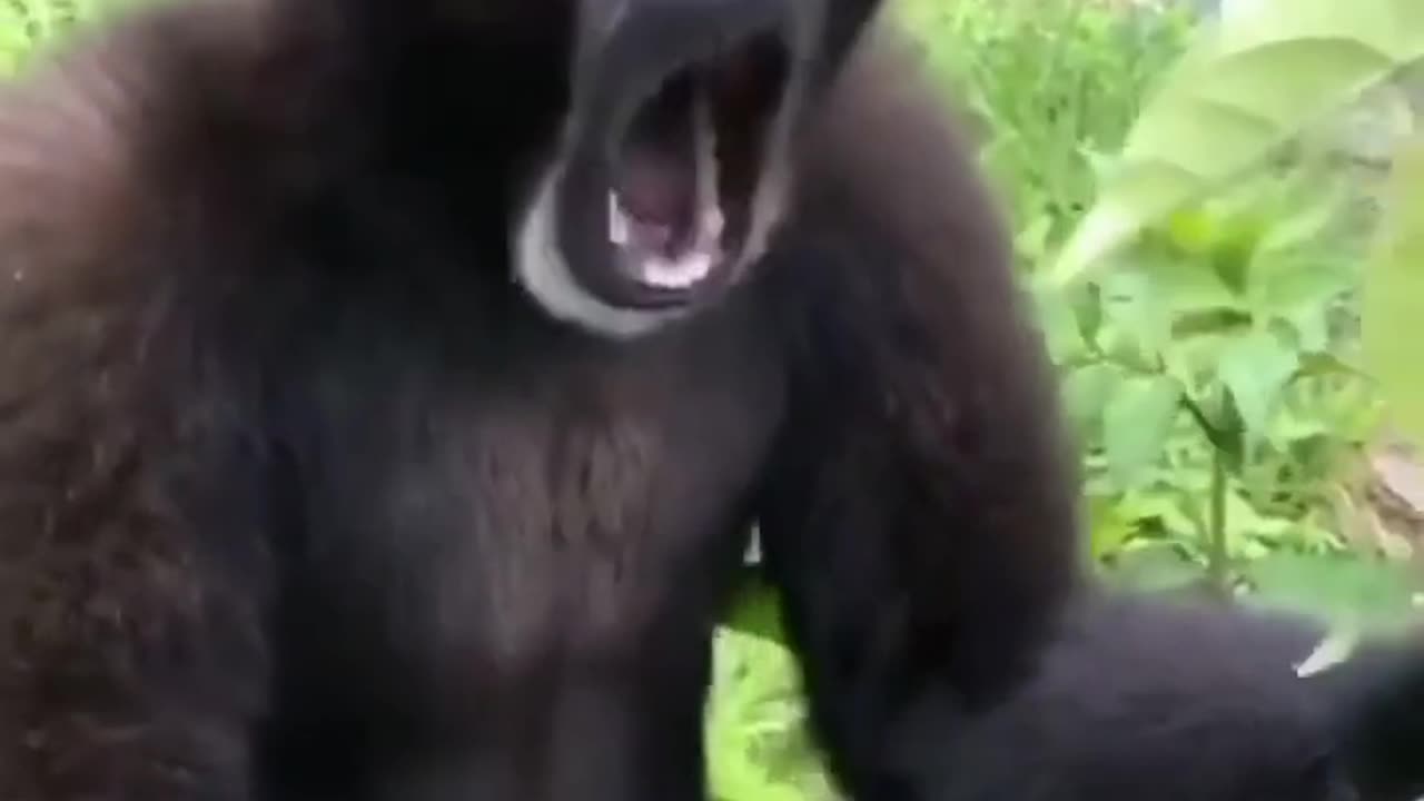 Gibbon monkey sound | Funny monkey video