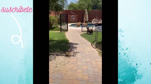 perro es empujado a la piscina