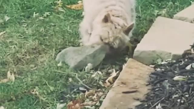 Small white dog tries to pick up rock and then decides to dig under it and push it instead