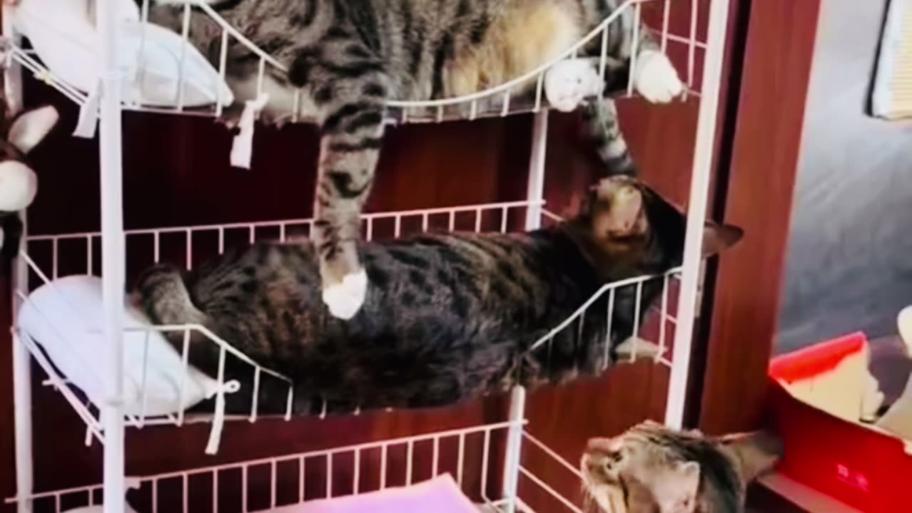 Cats funny😂 videos 🐱 funny animals😅