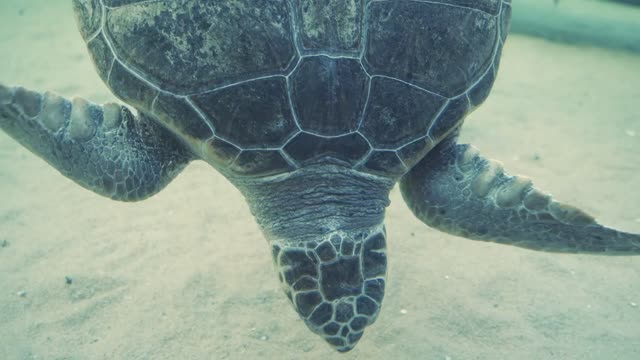 Sea tortoise