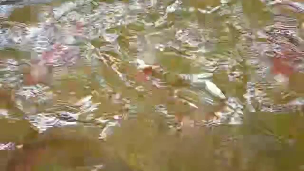 my uncles koi fish video 1
