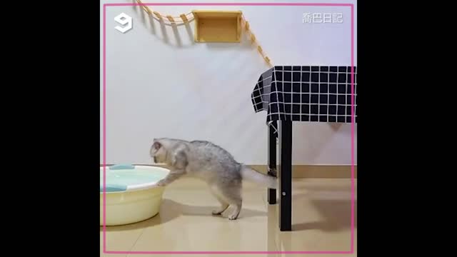 Strong cat