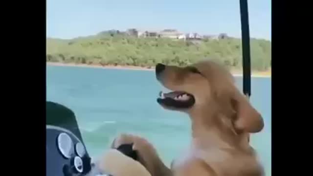 get out of the way the dog is passing