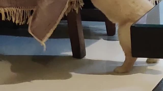 Golden retriever puppy trying to pull the carpet of the table