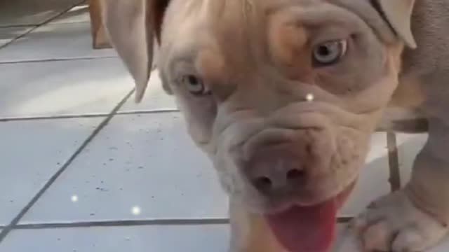 happy little dog