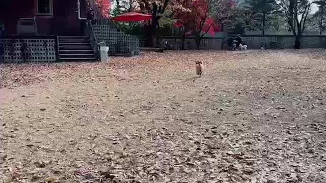 laying ball with the dog