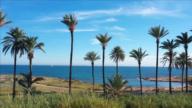 palm trees on the beach coastal hike in spain mediterranean sea sailing boat aerial