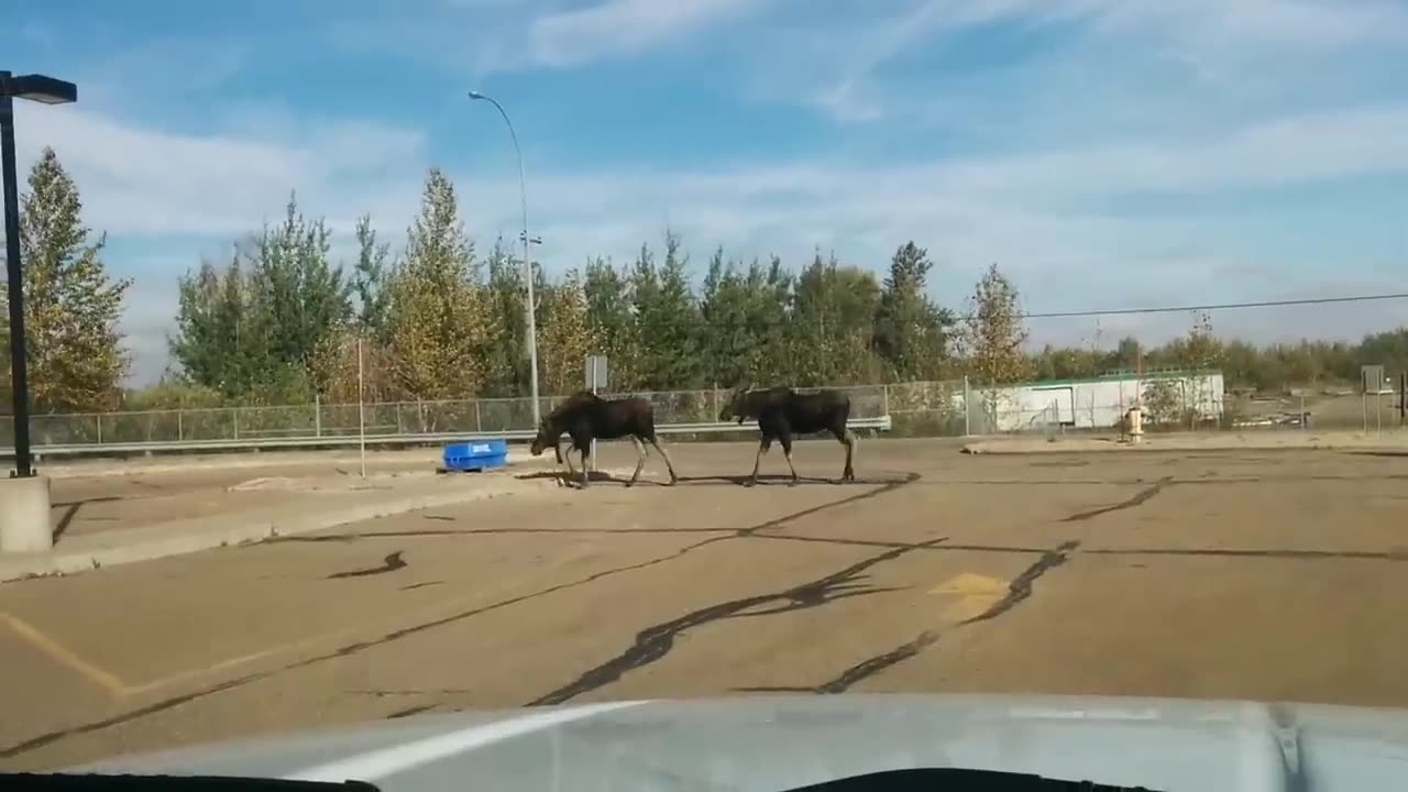 Two bull moose in Acheson industrial park near Edmonton