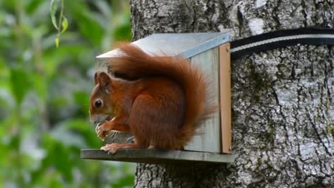 Cute squirrel Red Colored