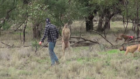 Man Punches a Kangaroo in the Face to Rescue His Dog