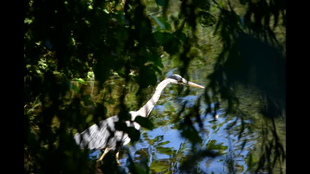 Grey Heron Gallery