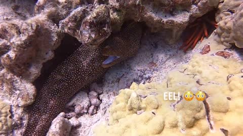 Scuba diving at Honokohau Harbor Hawaii! 🤙🤙