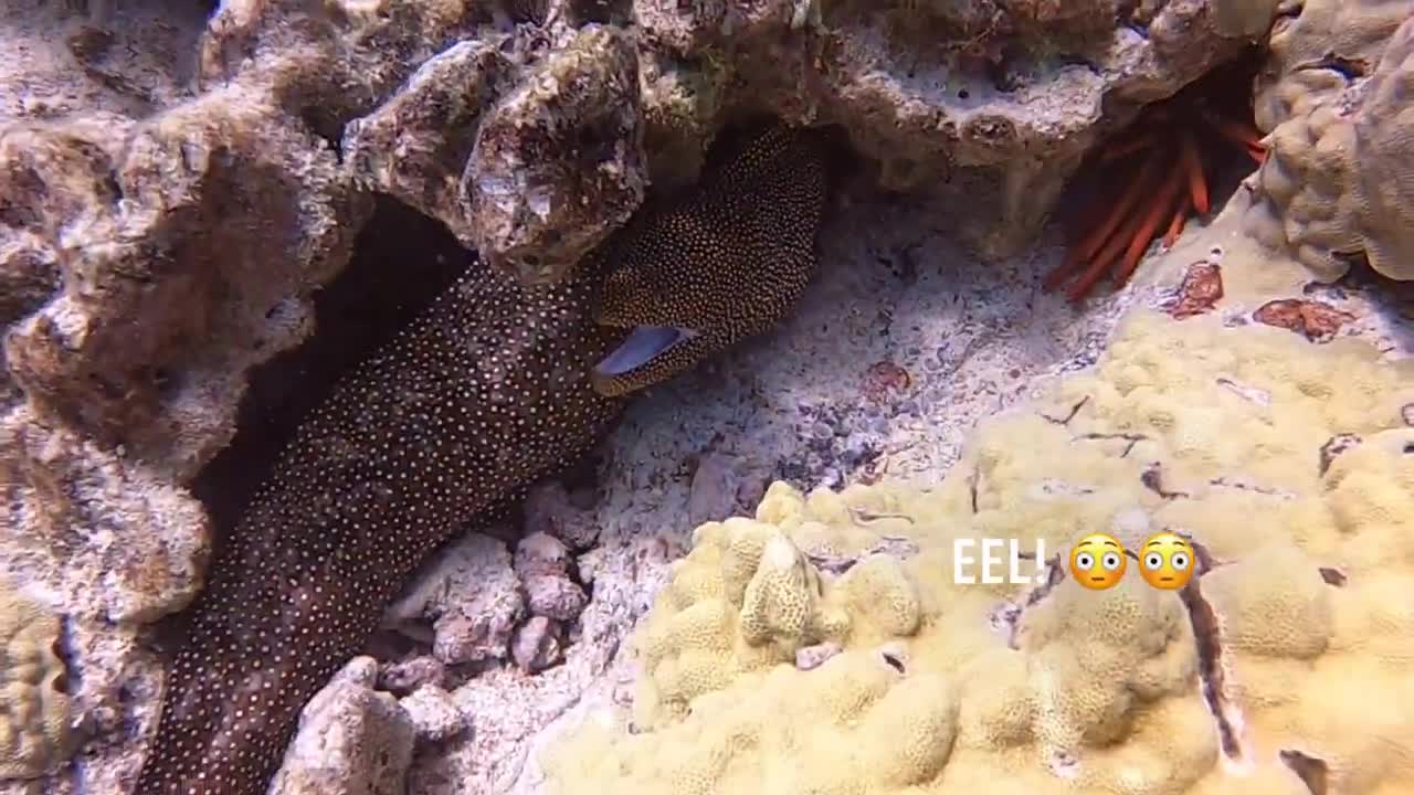 Scuba diving at Honokohau Harbor Hawaii! 🤙🤙