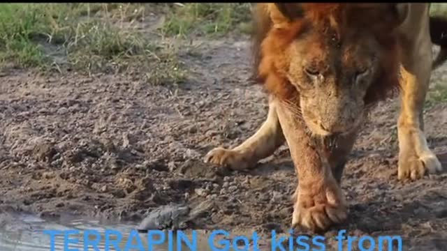 Turtle kissing a lion