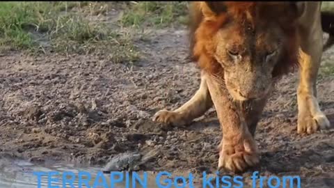 Turtle kissing a lion