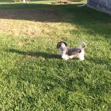 Old Dog Thinks He's Young