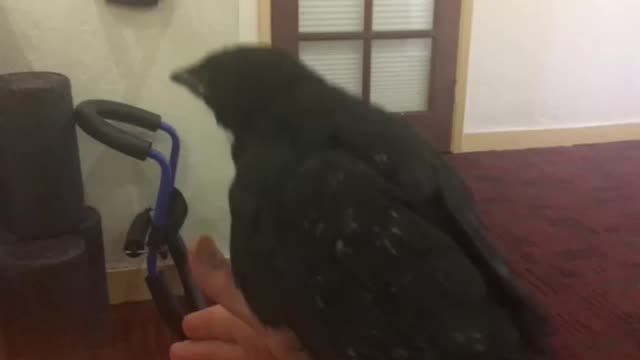 Rescue baby Crow rehabilitated