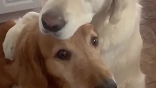 Dog says Sorry 🥺❤️