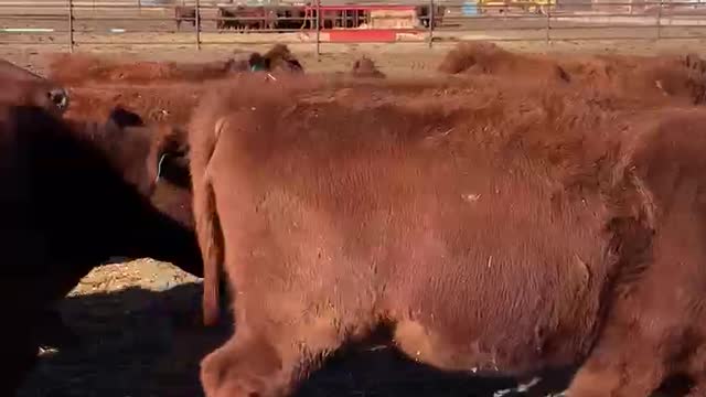 100- red angus