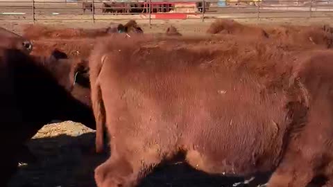 100- red angus