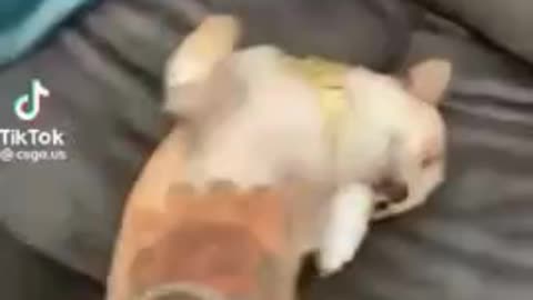 funny animals videos 😂 cat 🐈 and dogs 🐕 are crazy 🤣🤣