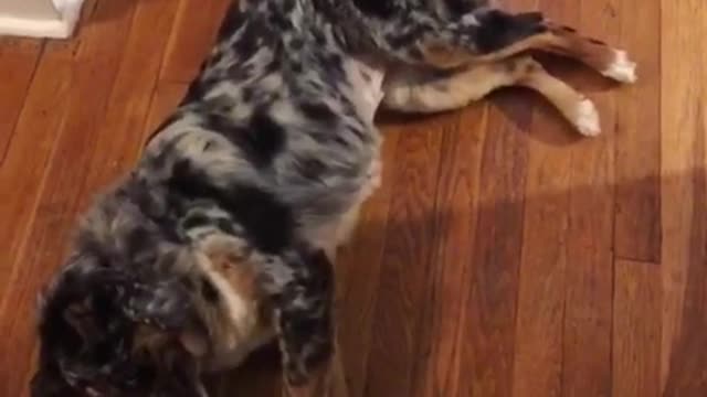 Black dog plays dead on floor when owner says bang