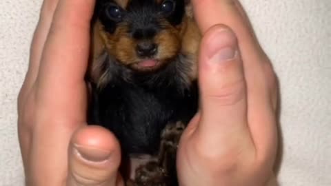 Cute animals funny videos
