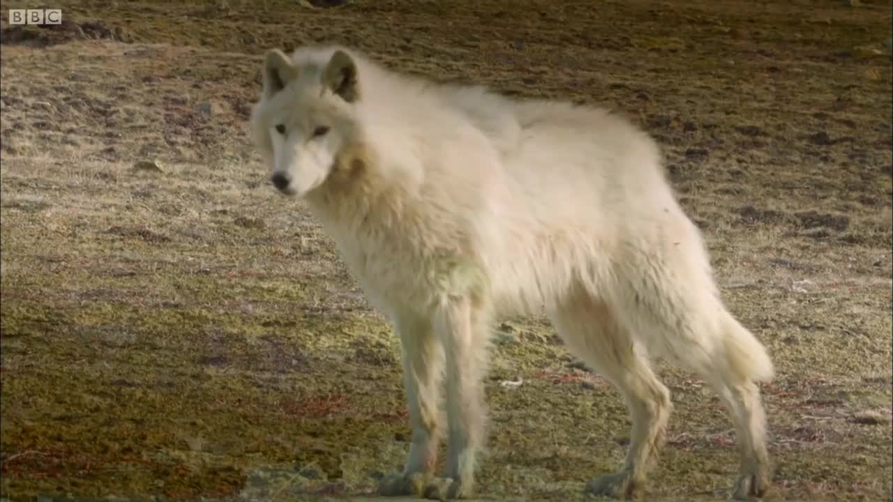 Wolves Get Very Close to Cameraman | Snow Wolf Family and Me | BBC Earth