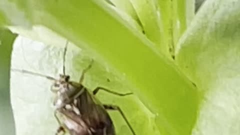 An insect feeds on leafe