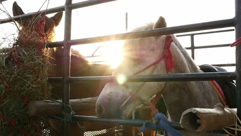 Horse on the truck at sunset