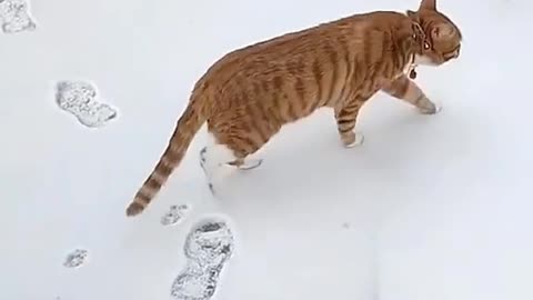 Orange Cat