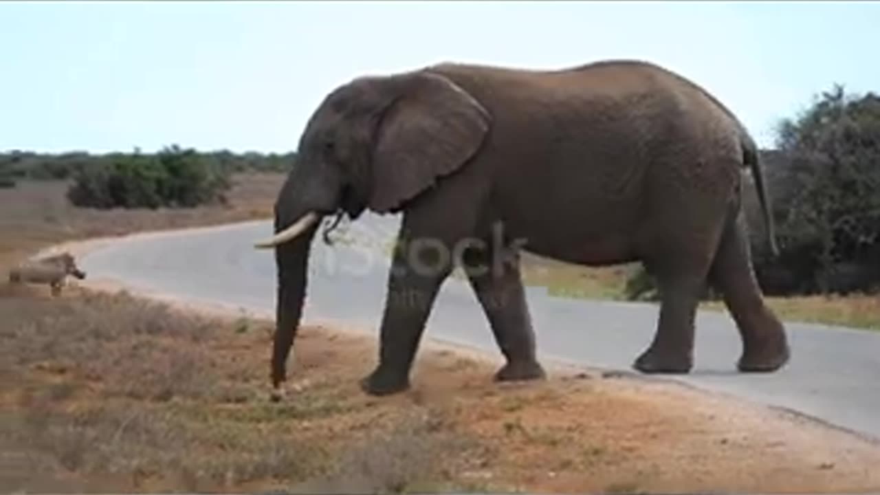 A wild bull elephant crosses the road in addo national park